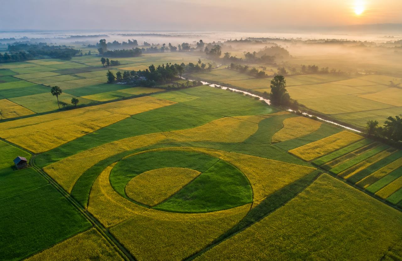 Largest crop field mosaic (image)